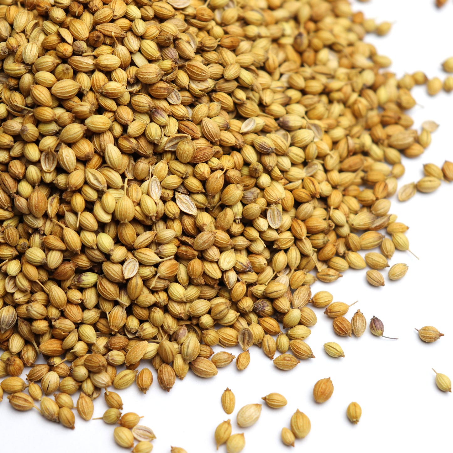 Coriander Seed